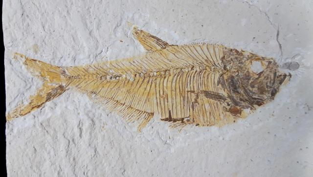 Diplomystus dentatus COPE 1877 - Bild © FossNet FossilienStore
